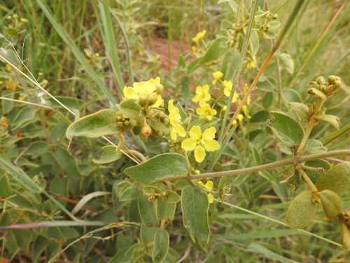 Sphedamnocarpus pruriens (Sphedamnocarpus pruriens)
