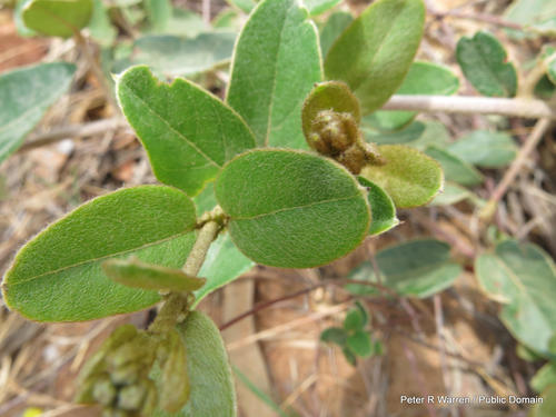 Sphedamnocarpus pruriens (Sphedamnocarpus pruriens)