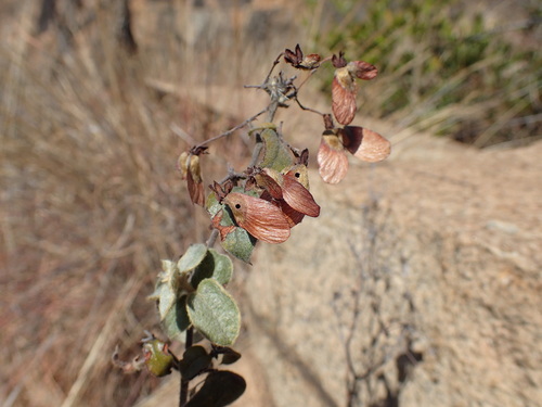Sphedamnocarpus pruriens (Sphedamnocarpus pruriens)