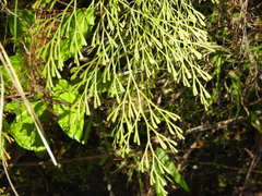 Clubbed creepingfern (Sphenomeris clavata)