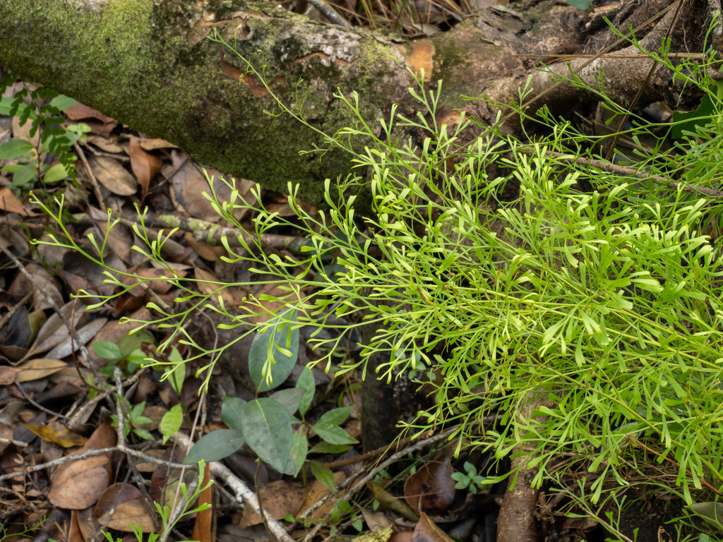 Clubbed creepingfern (Sphenomeris clavata)