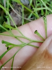 Clubbed creepingfern (Sphenomeris clavata)