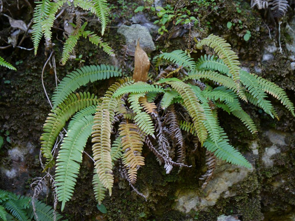 Spicantopsis amabilis: Blechnum amabile:オサシダ 2014/10/18 和歌山県田辺市:Tanabe City. Wakayama Pref. Japan