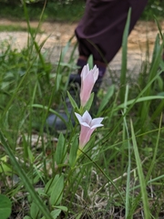 Purpleflower pinkroot (Spigelia alabamensis)