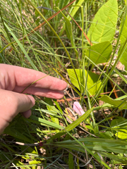 Purpleflower pinkroot (Spigelia alabamensis)