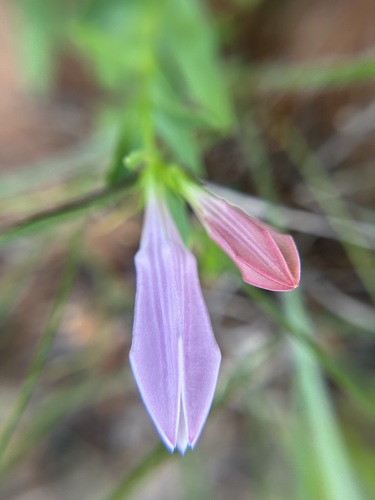Purpleflower pinkroot (Spigelia alabamensis)