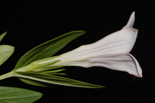 Purpleflower pinkroot (Spigelia alabamensis)