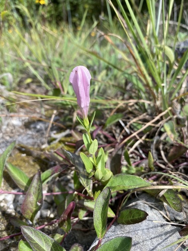 Purpleflower pinkroot (Spigelia alabamensis)