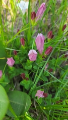 Purpleflower pinkroot (Spigelia alabamensis)