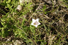 Purpleflower pinkroot (Spigelia alabamensis)