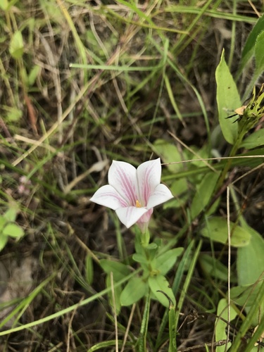 Purpleflower pinkroot (Spigelia alabamensis)