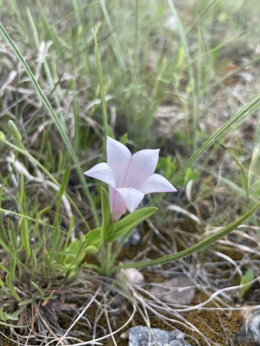 Purpleflower pinkroot (Spigelia alabamensis)
