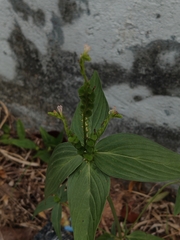 West Indian pinkroot (Spigelia anthelmia)