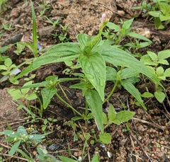West Indian pinkroot (Spigelia anthelmia)