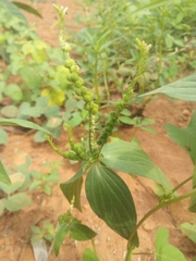 West Indian pinkroot (Spigelia anthelmia)