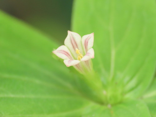 West Indian pinkroot (Spigelia anthelmia)