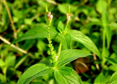 West Indian pinkroot (Spigelia anthelmia)