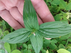 West Indian pinkroot (Spigelia anthelmia)