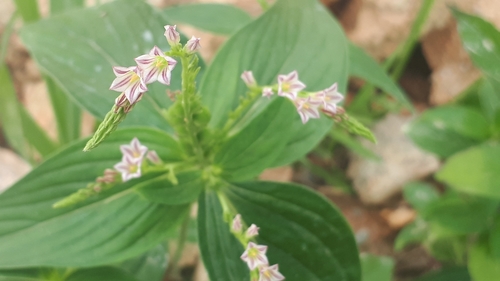 West Indian pinkroot (Spigelia anthelmia)