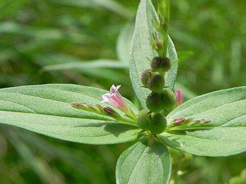 West Indian pinkroot: Spigelia anthelmia L. - LOGANIACEAE - Parque Olhos D'Água - Brasília - Distrito Federal - Brasil.