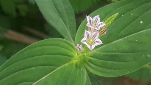 West Indian pinkroot (Spigelia anthelmia)