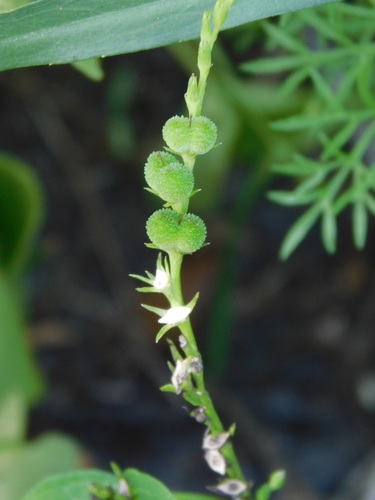 West Indian pinkroot (Spigelia anthelmia)
