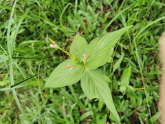 West Indian pinkroot (Spigelia anthelmia)