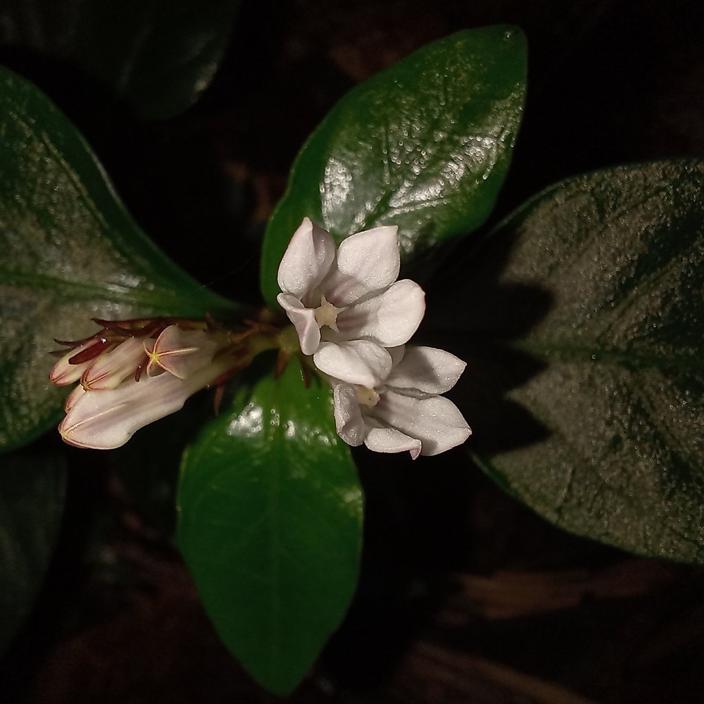 Spigelia beyrichiana (Spigelia beyrichiana)