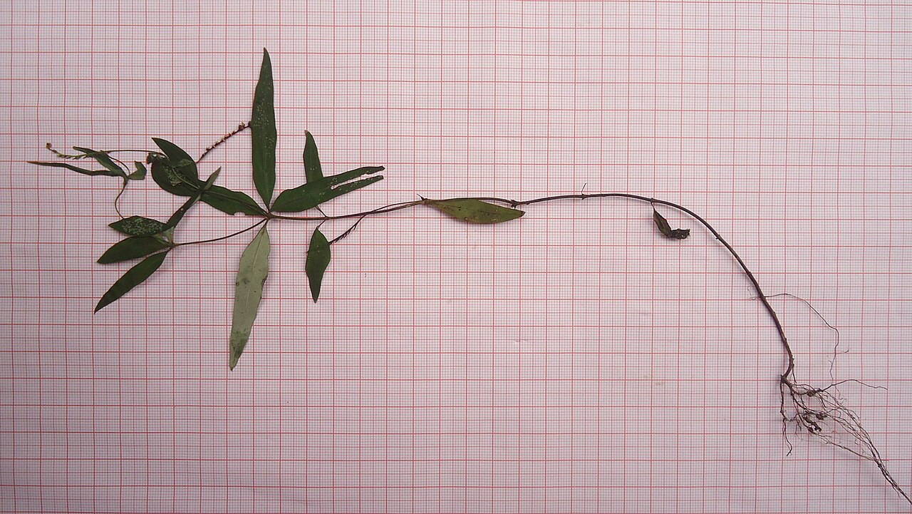 Spigelia genuflexa: Spigelia genuflexa Popovkin & Struwe