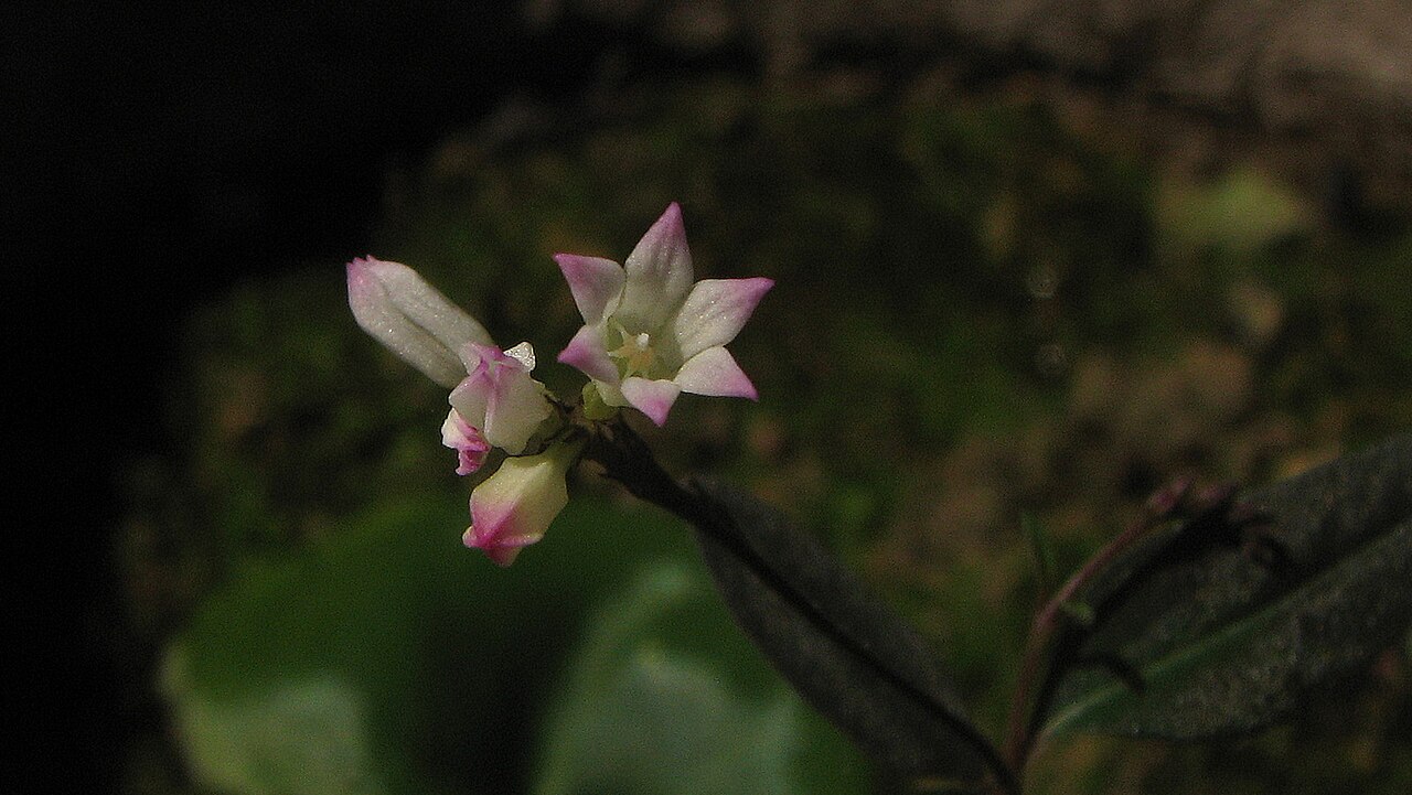 Spigelia genuflexa: Spigelia genuflexa Popovkin & Struwe sp. nov.