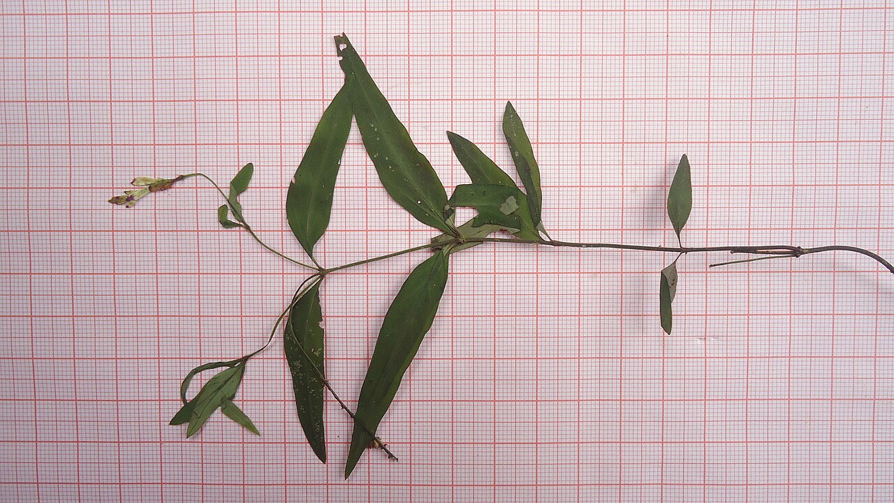 Spigelia genuflexa: Spigelia genuflexa Popovkin & Struwe