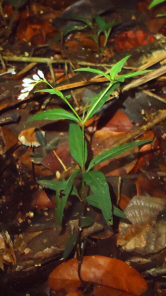 Spigelia genuflexa: Spigelia genuflexa Popovkin & Struwe