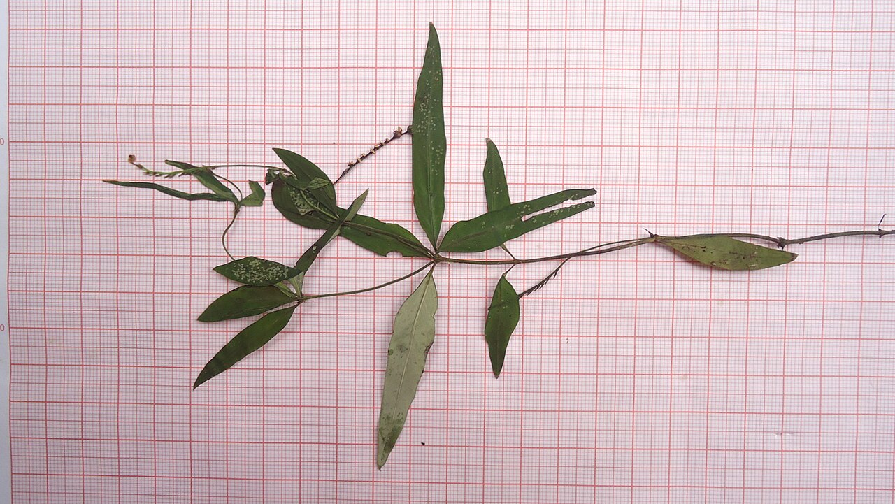 Spigelia genuflexa: Spigelia genuflexa Popovkin & Struwe