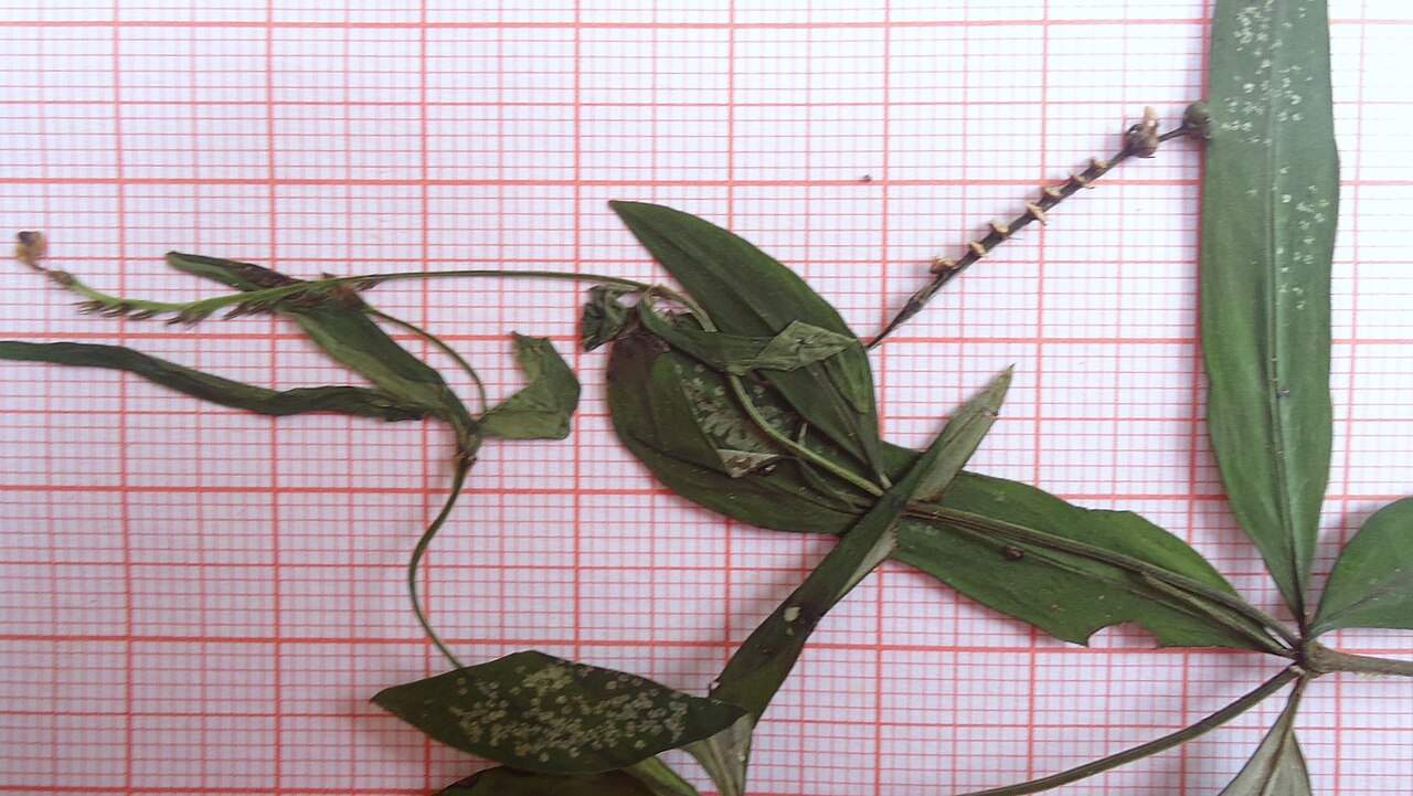 Spigelia genuflexa: Spigelia genuflexa Popovkin & Struwe