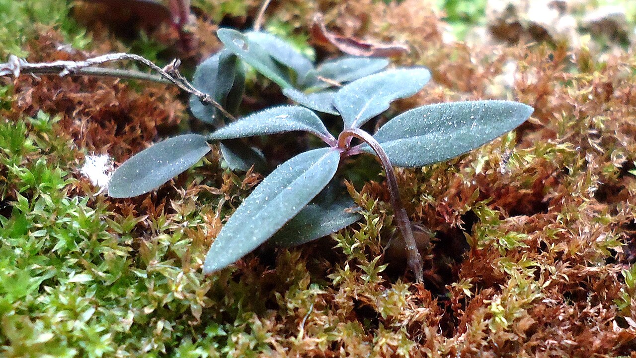 Spigelia genuflexa: "Spigelia genuflexa Popovkin & Struwe sp. nov. Geocarpy, burying fruit in soil (the peanut style), or ground cover (as is the case here and called 'depositor ty