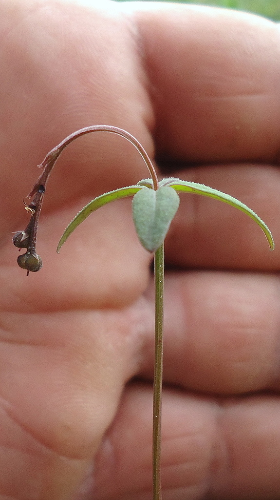 Spigelia genuflexa (Spigelia genuflexa)