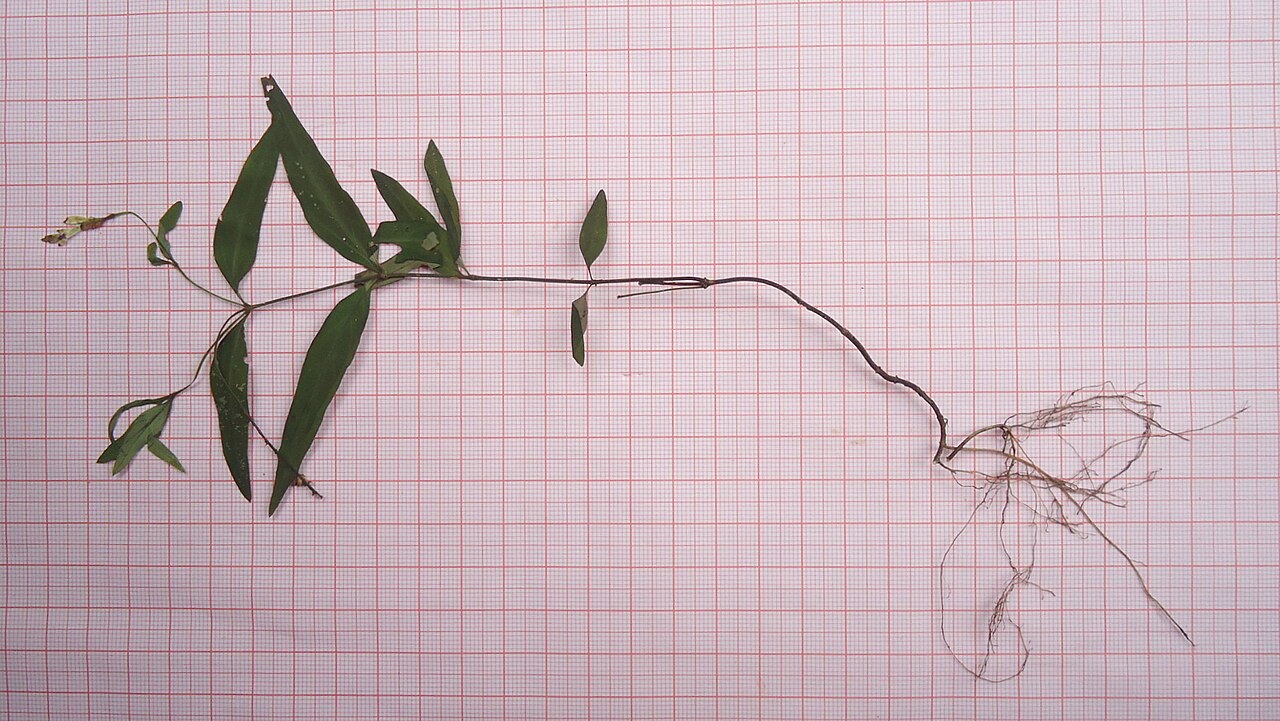 Spigelia genuflexa: Spigelia genuflexa Popovkin & Struwe