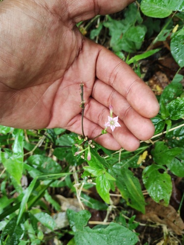 Spigelia humboldtiana (Spigelia humboldtiana)