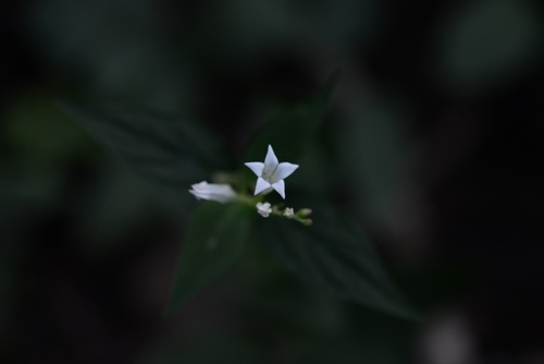 Spigelia humboldtiana (Spigelia humboldtiana)