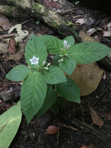 Spigelia humboldtiana (Spigelia humboldtiana)