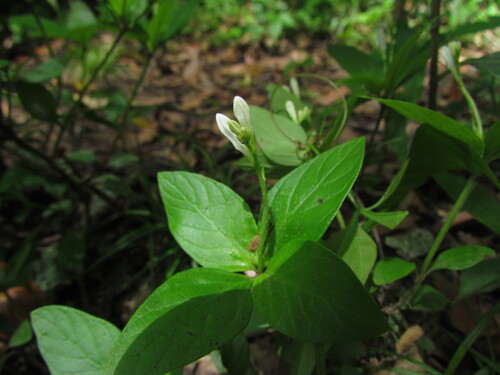 Spigelia humboldtiana (Spigelia humboldtiana)