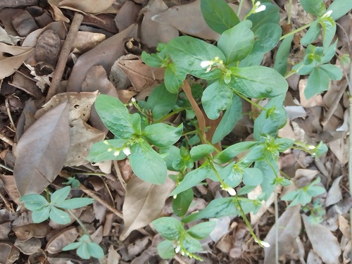 Spigelia humboldtiana (Spigelia humboldtiana)