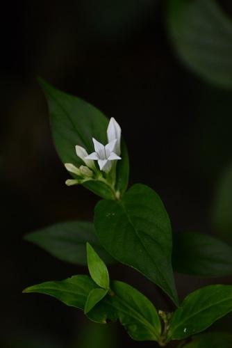 Spigelia humboldtiana (Spigelia humboldtiana)