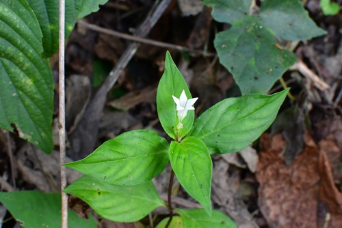 Spigelia humboldtiana (Spigelia humboldtiana)