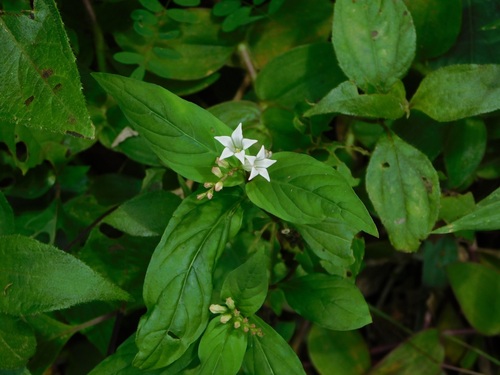 Spigelia humboldtiana (Spigelia humboldtiana)