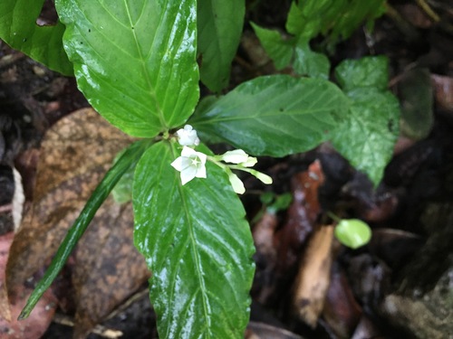Spigelia humboldtiana (Spigelia humboldtiana)