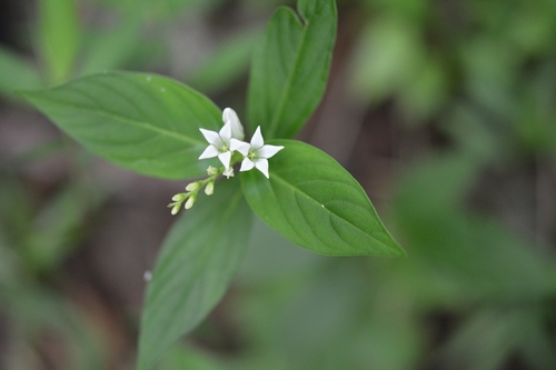 Spigelia humboldtiana (Spigelia humboldtiana)