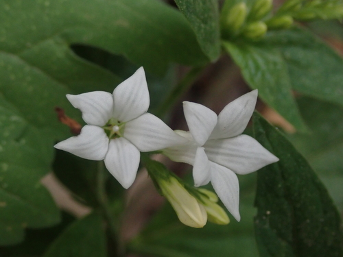 Spigelia humboldtiana (Spigelia humboldtiana)