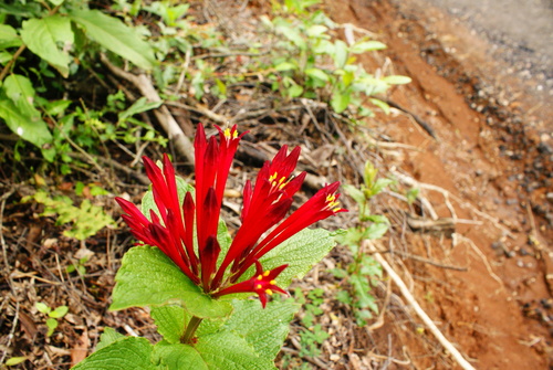 Spigelia longiflora (Spigelia longiflora)