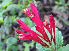 Spigelia longiflora (Spigelia longiflora)